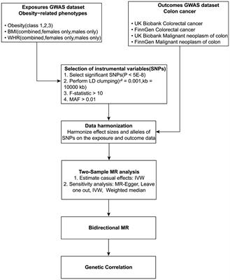Mendelian randomization unraveled: gender-specific insights into obesity-related phenotypes and colorectal cancer susceptibility